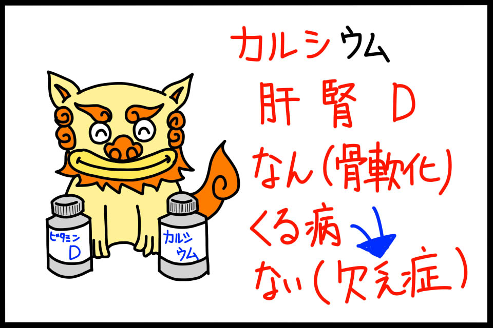 衛生学におけるビタミンD特徴ゴロイラスト